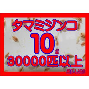 タマミジンコ　10ｇ　30000匹以上