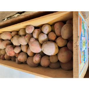 無農薬　有機　令和５年６月香川県まんのう産　新ジャガイモ　アンデスレッド　４．５ｋｇ以上　