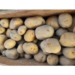 無農薬　有機　令和５年６月香川県まんのう産　新ジャガイモ　キタアカリ　２．２ｋｇ以上　