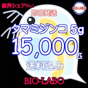 タマミジンコ　5g   15000匹以上