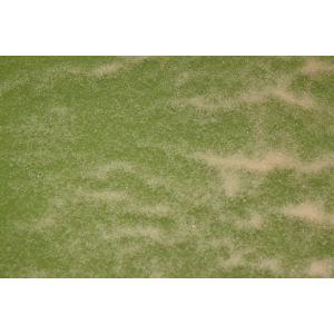 送料無料 タマミジンコ 10g 活餌 メダカ ...の詳細画像2