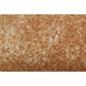 送料無料 タマミジンコ 10g 活餌 メダカ ...の詳細画像3