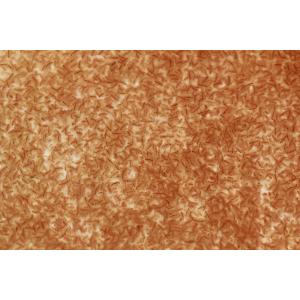 送料無料 タマミジンコ 10g 活餌 メダカ ...の詳細画像4