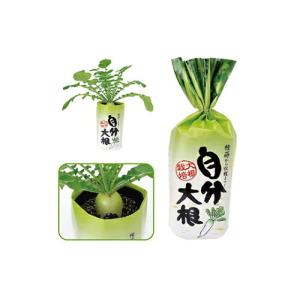 アーテック 袋で野菜づくり 自分大根 102954 1箱の高価買取価格