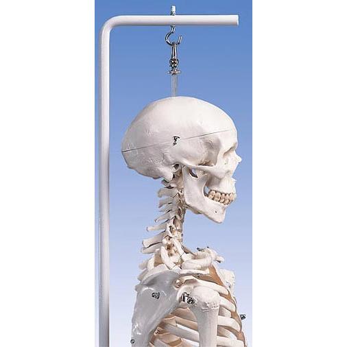 無料健康相談 対象製品 3B社  人体模型 　等身大全身骨格模型 スタン標準型骨格モデル 吊り下げ型...