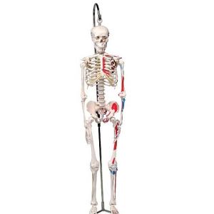 3B社  人体模型 　ショーティー　1/2縮尺型全身骨格モデル　筋・起始／停止色表示型　吊り下げスタンドモデル（A18/6） 鍼灸  模型｜biomedicalnet