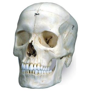 無料健康相談 対象製品 3B社  人体模型 　頭蓋骨模型 頭蓋高精度型6分解コンプリートモデル (a281) 　 鍼灸  模型