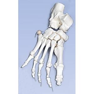 3B社  人体模型 　足骨格模型　A30/2L 足の骨モデルナイロン 糸つなぎ  　 鍼灸  模型｜biomedicalnet