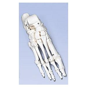 3B社 人体模型 足骨格模型 A31 足の骨モデル脛骨・腓骨付き ワイヤー