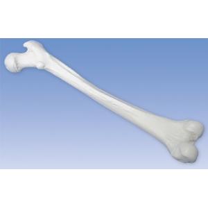 3B社  人体模型 　大腿骨模型　A35/1L 大腿骨モデル 鍼灸  模型｜biomedicalnet