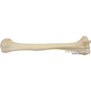 3B社  人体模型 　上腕骨模型　A45/1L 上腕骨モデル 鍼灸  模型｜biomedicalnet