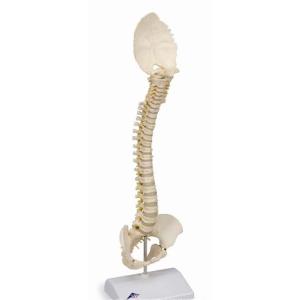 無料健康相談 対象製品 3B社  人体模型 　脊柱模型 小児脊柱モデル (a52) 　 鍼灸  模型　【納期2ヶ月〜3ヶ月】｜biomedicalnet