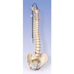 無料健康相談 対象製品 3B社  人体模型 　脊柱模型 脊柱可動型モデル標準型 (a58-1) 　 鍼灸  模型｜biomedicalnet