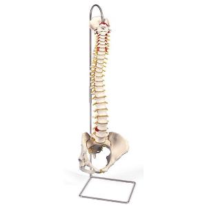 無料健康相談付 3B社  人体模型 　脊柱模型 脊柱可動型モデル女性骨盤仕様 (a58-4) 　 鍼灸  模型｜biomedicalnet