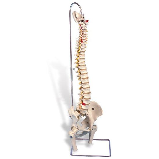 無料健康相談 対象製品 3B社  人体模型 　脊柱模型 脊柱可動型モデル金属管使用タイプ大腿骨付 (...