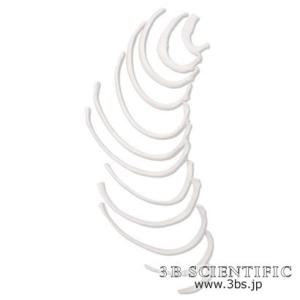 世界基準 3Bサイエンフィティック社  模型 肋骨モデル (片側12本) 鍼灸  模型｜biomedicalnet