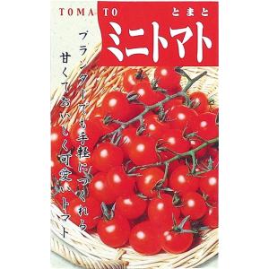 野菜の種 ミニトマト 苗床付 栽培・キットの詳細画像1