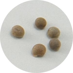 野菜の種 オクラ 苗床付 栽培・キット