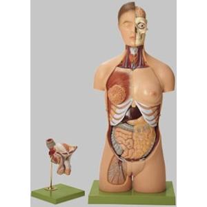 無料健康相談 対象製品 ソムソ社 人体解剖模型（両性） as4 鍼灸  模型