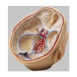 無料健康相談付 ソムソ社 15分解脳模型 bs25 鍼灸 模型 : Shop de