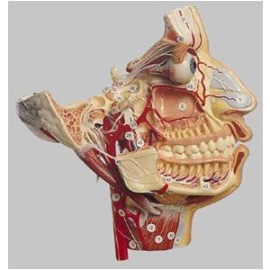 無料健康相談付 ソムソ社 15分解脳模型 bs25 鍼灸 模型 : Shop de