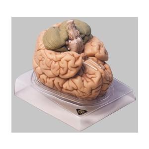 無料健康相談付 ソムソ社 15分解脳模型 bs25 鍼灸 模型 : Shop de