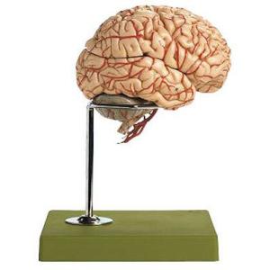 無料健康相談付 ソムソ社 15分解脳模型 bs25 鍼灸 模型 : Shop de