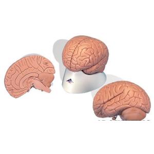 無料健康相談 対象製品 3B社  人体模型 　脳模型 脳2分解モデル無着色 (c15-1) 　 鍼灸  模型｜biomedicalnet