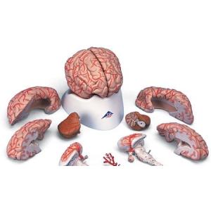 3B社 人体模型 妊娠・胎児模型 妊娠5ヶ月の子宮モデル(骨盤位) （l10-5