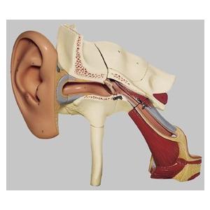 無料健康相談 対象製品 ソムソ社 耳解剖模型 ds1 鍼灸  模型｜biomedicalnet