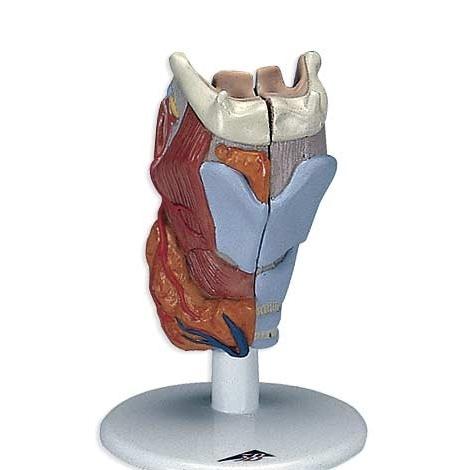 3B社  人体模型 　喉頭模型　喉頭2分解モデル実物大 (g22) 　 鍼灸  模型