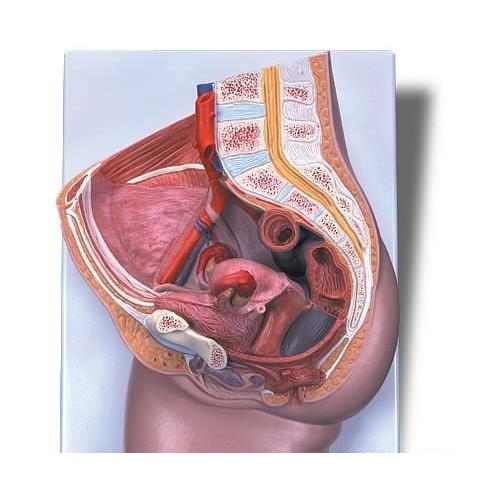 無料健康相談 対象製品 3B社 人体模型 　生殖器・骨盤模型　女性骨盤内臓器2分解モデル　（h10)...