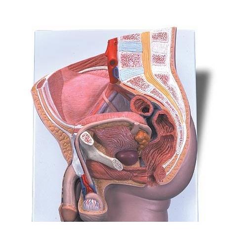 無料健康相談 対象製品 3B社  人体模型 　生殖器・骨盤模型　男性骨盤内臓器2分解モデル　（h11...