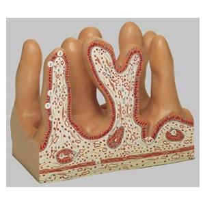 ソムソ社 空腸の内部の表面模型 js14　