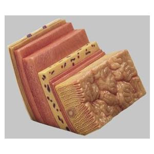 ソムソ社 胃壁模型 js6　