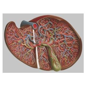 ソムソ社 肝臓と胆嚢模型 js8　