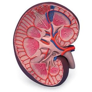 無料健康相談 対象製品 3B社　腎臓模型　腎臓3倍大ベーシックモデル　（k09) 　　 smtb-s...