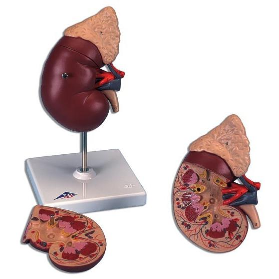 無料健康相談 対象製品 3B社　腎臓模型　腎臓副腎付2分解モデル　(k12) 　　 smtb-s  ...