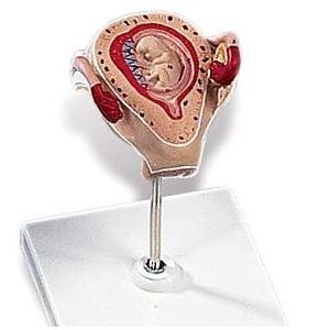 無料健康相談 対象製品 3B社　妊娠・胎児模型　妊娠2ヶ月の子宮モデル　（l10-2) 　　 smt...