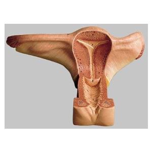 無料健康相談 対象製品 ソムソ社 女性生殖器模型 Ms4 鍼灸 模型 Ms4 Shop De Clinic 通販 Yahoo ショッピング