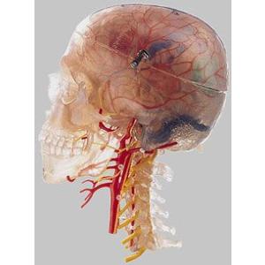 ソムソ社 頭蓋骨分解模型（10分解） qs8_10 鍼灸 模型 : Shop de