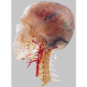 ソムソ社　頸椎付頭部模型 qs65_7 鍼灸  模型　【納期に4ヶ月〜5ヶ月】｜biomedicalnet