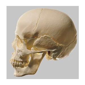 ソムソ社 頭蓋骨分解模型（14分解、無地） qs8_2 鍼灸 模型 : Shop