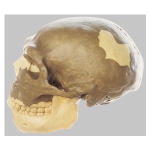 somso 頭蓋骨模型 ソムソ社 旧人頭蓋骨復元模型ホモ・サピエンス