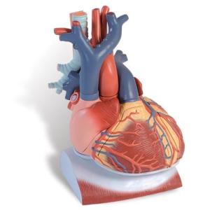 3B社  人体模型 　心臓模型　心臓横隔膜付3倍大・10分解モデル (vd251) 鍼灸  模型｜biomedicalnet