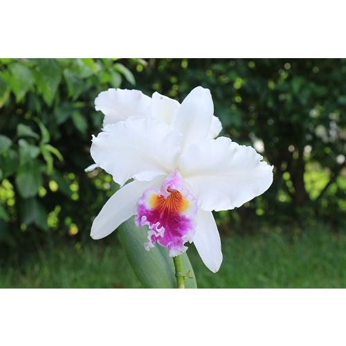 株のみ　カトレヤ　シェリー・コンプトン‘タッチ・オブ・クラス’　LC.SHELLIE COMPTON...