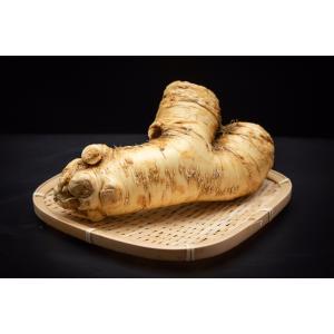 北海道 十勝 山わさび 200g ホースラディッシュ 西洋わさび