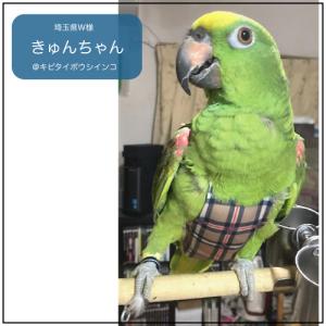 フライトスーツ エックスワイド〜ヨウム、ボウシ...の詳細画像5