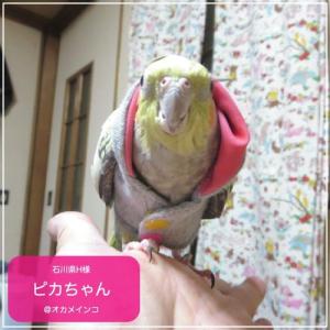 バーディフーディ スモール〜ウロコインコ 小型...の詳細画像5