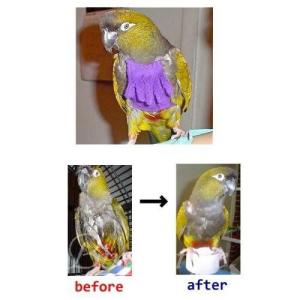 フェザープロテクター ミディアム〜オカメインコ...の詳細画像2